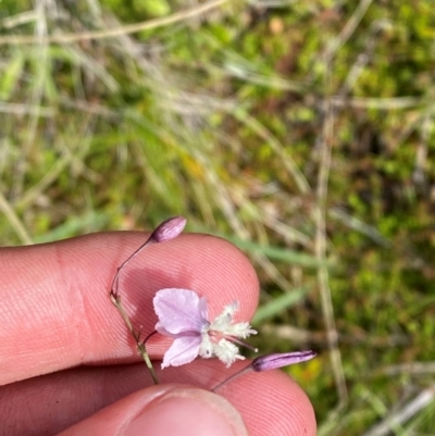 Arthropodium milleflorum (Vanilla Lily) at Cotter River, ACT - 6 Jan 2024 by Tapirlord