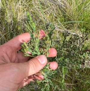 Comesperma retusum at Namadgi National Park - 6 Jan 2024 04:30 PM