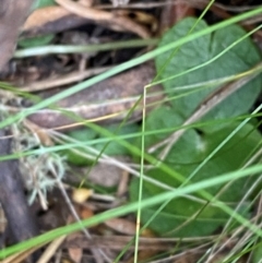 Corysanthes sp. (A Helmet Orchid) at Namadgi National Park by Tapirlord