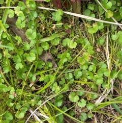 Hydrocotyle algida (Mountain Pennywort) at Namadgi National Park - 6 Jan 2024 by Tapirlord