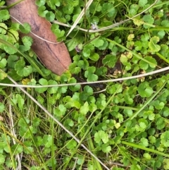 Hydrocotyle algida at Namadgi National Park - 6 Jan 2024 03:12 PM