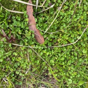 Hydrocotyle algida at Namadgi National Park - 6 Jan 2024 03:12 PM