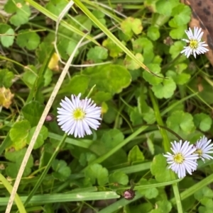 Lagenophora montana at Namadgi National Park - 6 Jan 2024