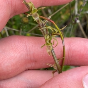 Prasophyllum sphacelatum at Namadgi National Park - 6 Jan 2024