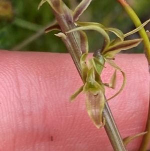 Prasophyllum sphacelatum at Namadgi National Park - 6 Jan 2024