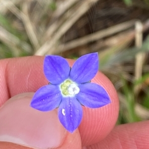 Wahlenbergia planiflora subsp. planiflora at Namadgi National Park - 6 Jan 2024