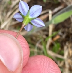 Wahlenbergia planiflora subsp. planiflora at Namadgi National Park - 6 Jan 2024