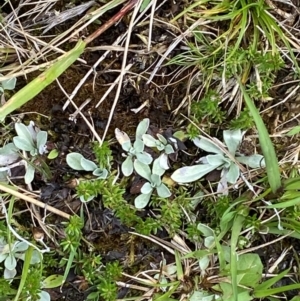 Argyrotegium mackayi at Namadgi National Park - 6 Jan 2024 02:41 PM