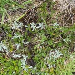 Argyrotegium mackayi at Namadgi National Park - 6 Jan 2024 02:41 PM