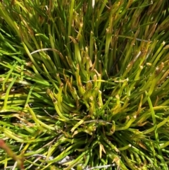 Oreobolus distichus (Fan Tuft-rush) at Namadgi National Park - 6 Jan 2024 by Tapirlord