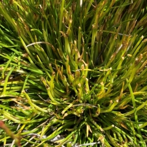 Oreobolus distichus at Namadgi National Park - 6 Jan 2024