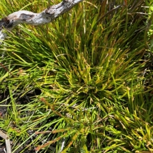 Oreobolus distichus at Namadgi National Park - 6 Jan 2024 02:29 PM