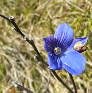 Thelymitra cyanea at Namadgi National Park - suppressed