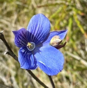 Thelymitra cyanea at Namadgi National Park - suppressed