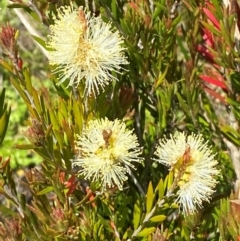 Callistemon pityoides (Alpine Bottlebrush) at Namadgi National Park - 6 Jan 2024 by Tapirlord