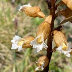 Gastrodia procera (Tall Potato Orchid) at Bimberi, NSW - 6 Jan 2024 by Tapirlord
