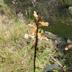 Gastrodia procera at Kosciuszko National Park - 6 Jan 2024