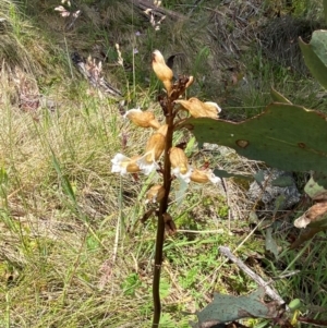 Gastrodia procera at Kosciuszko National Park - 6 Jan 2024