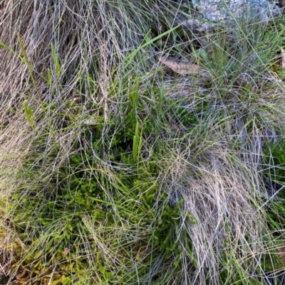 Lycopodium fastigiatum (Alpine Club Moss) at Bimberi, NSW - 6 Jan 2024 by Tapirlord