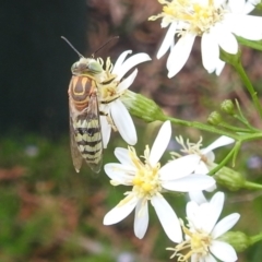 Bembix sp. (genus) (Unidentified Bembix sand wasp) at Acton, ACT - 15 Feb 2024 by HelenCross