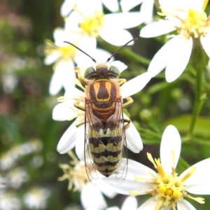 Bembix sp. (genus) at ANBG - 15 Feb 2024