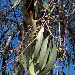 Eucalyptus lacrimans (Weeping Snow Gum) at Tantangara, NSW - 5 Jan 2024 by Tapirlord