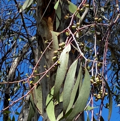 Eucalyptus lacrimans (Weeping Snow Gum) at Kosciuszko National Park - 6 Jan 2024 by Tapirlord