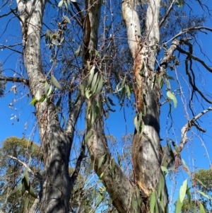 Eucalyptus lacrimans at Kosciuszko National Park - 6 Jan 2024 10:44 AM