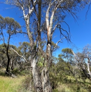 Eucalyptus lacrimans at Kosciuszko National Park - 6 Jan 2024 10:44 AM