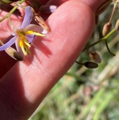 Dianella sp. aff. longifolia (Benambra) (Pale Flax Lily, Blue Flax Lily) at Kosciuszko National Park - 5 Jan 2024 by Tapirlord