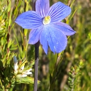 Thelymitra cyanea at Kosciuszko National Park - suppressed