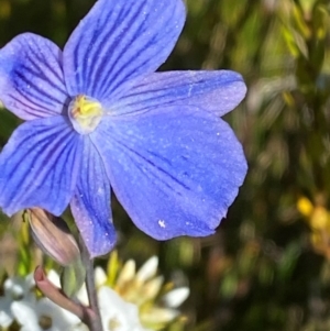 Thelymitra cyanea at Kosciuszko National Park - suppressed