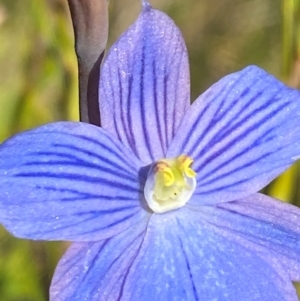 Thelymitra cyanea at Kosciuszko National Park - suppressed