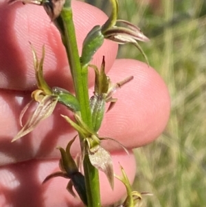 Paraprasophyllum sphacelatum at Kosciuszko National Park - suppressed