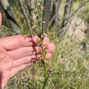 Paraprasophyllum sphacelatum at Kosciuszko National Park - suppressed