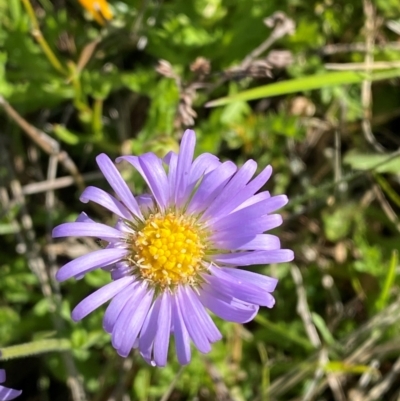 Calotis glandulosa (Mauve Burr-daisy) at Kosciuszko National Park - 6 Jan 2024 by Tapirlord