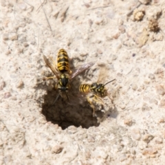 Vespula germanica (European wasp) at Namadgi National Park - 16 Feb 2024 by SWishart