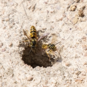 Vespula germanica at Namadgi National Park - 16 Feb 2024