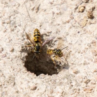 Vespula germanica (European wasp) at Namadgi National Park - 16 Feb 2024 by SWishart