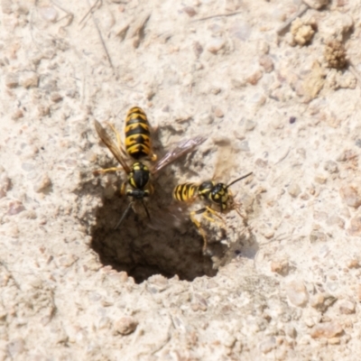 Vespula germanica (German Yellowjacket Wasp (also known as European Wasp)) at Namadgi National Park - 16 Feb 2024 by SWishart