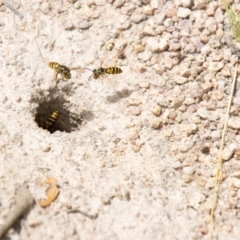 Vespula germanica at Namadgi National Park - 16 Feb 2024