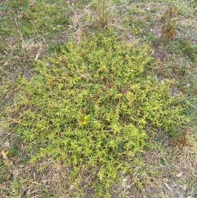 Persicaria prostrata (Creeping Knotweed) at Denman Prospect, ACT - 16 Feb 2024 by SteveBorkowskis