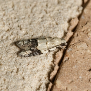 Tracholena sulfurosa at Harrison, ACT - 15 Feb 2024