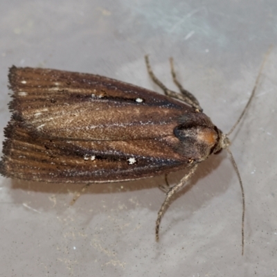 Ardozyga nyctias (Ardozyga nyctias) at  - suppressed by LisaH