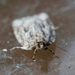 Acropolitis (genus) at Moruya, NSW - suppressed