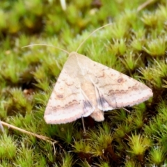 Helicoverpa armigera (Cotton bollworm, Corn earworm) at Moruya, NSW - 16 Feb 2024 by LisaH