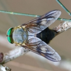 Tabanidae (family) (Unidentified march or horse fly) at Moruya, NSW - 16 Feb 2024 by LisaH