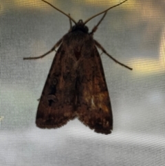 Agrotis (genus) at Aranda, ACT - 16 Feb 2024