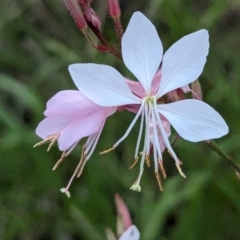 Oenothera lindheimeri (Clockweed) at Page, ACT - 16 Feb 2024 by CattleDog