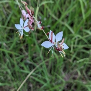 Oenothera lindheimeri at Page, ACT - 16 Feb 2024